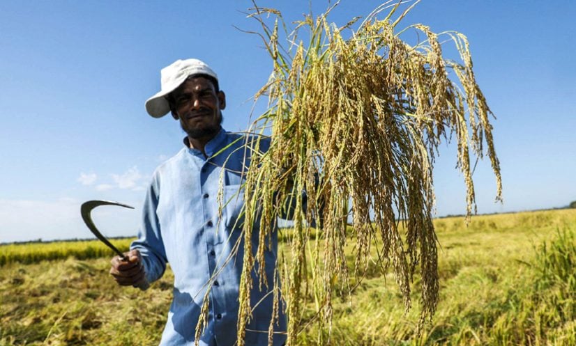ধান কাটার মহোৎসব